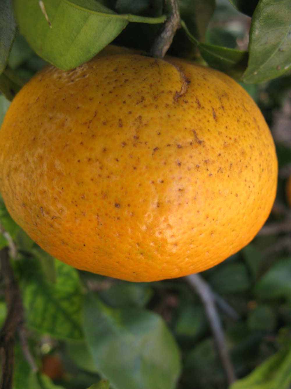              Fruit (Winter Haven, FL)       